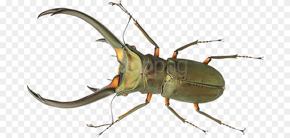 Transparent Bug, Animal, Insect, Invertebrate Png Image