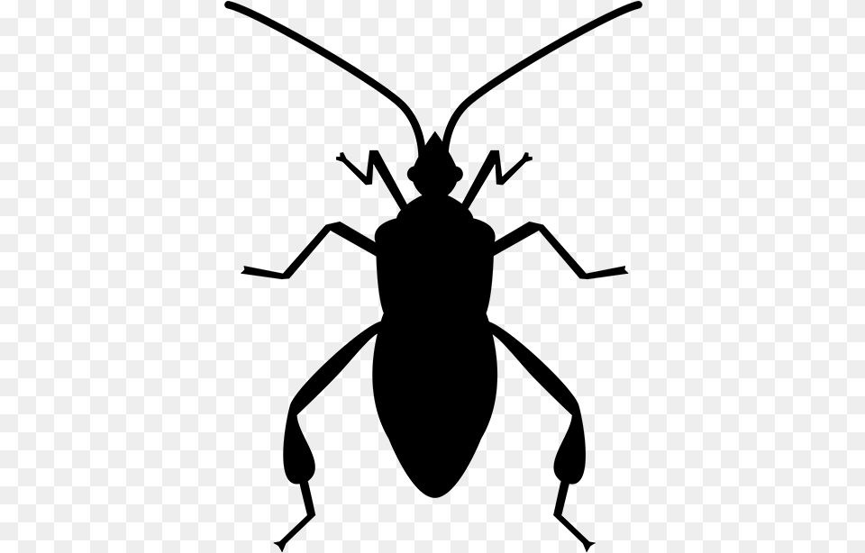 Bug Vector, Gray Free Transparent Png