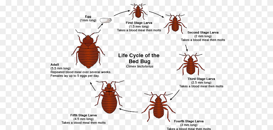 Bugs Body Bed Bugs, Animal, Insect, Invertebrate, Cockroach Free Transparent Png