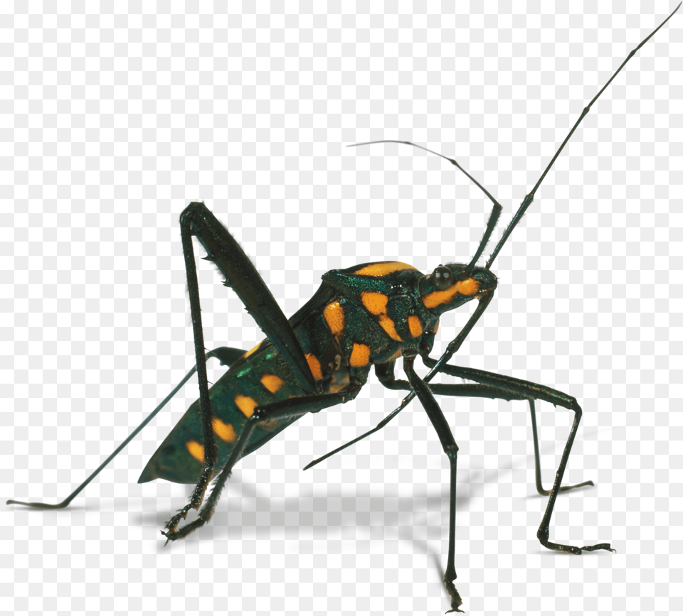 Transparent Bugs Hard Shell Assassin Bug Clipart, Animal, Cricket Insect, Insect, Invertebrate Free Png