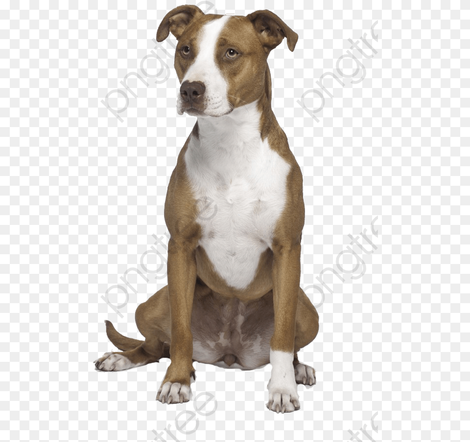 Transparent Bull Clipart Girl Brown And White Pitbull, Animal, Bulldog, Canine, Dog Png