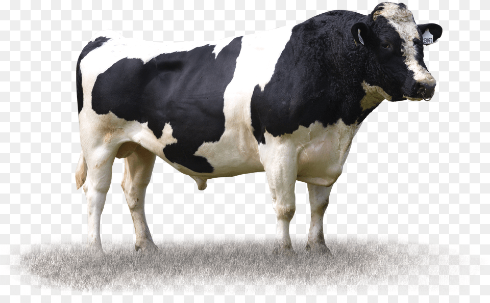 Bull Dairy Cow, Animal, Cattle, Dairy Cow, Livestock Free Transparent Png