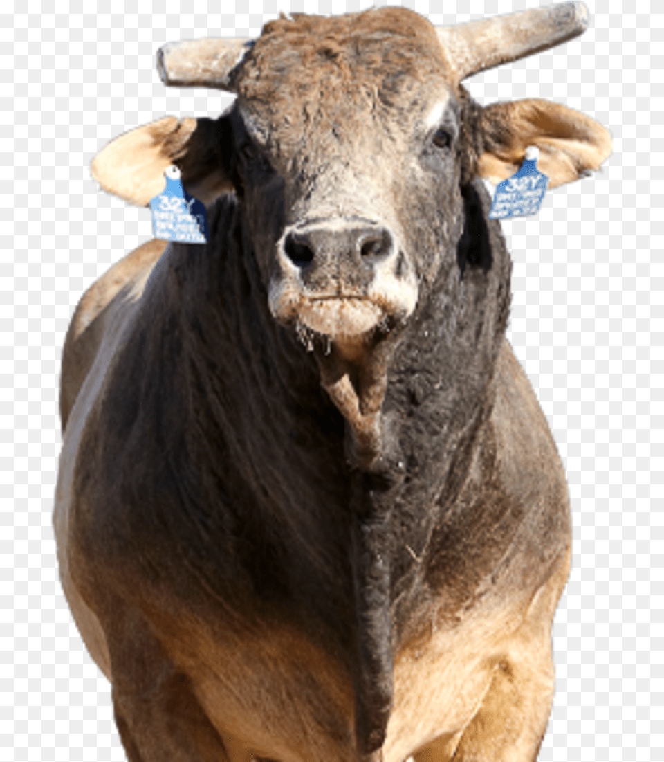 Transparent Bull Riding Bull, Animal, Mammal, Cattle, Livestock Free Png Download