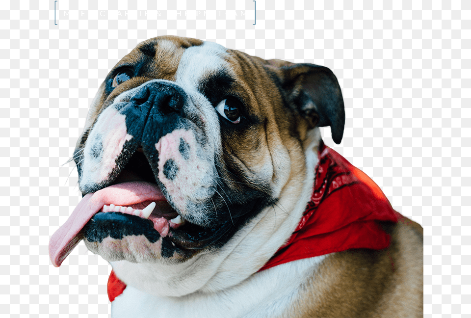 Transparent Bulldog Face Australian Bulldog, Animal, Canine, Dog, Mammal Free Png Download