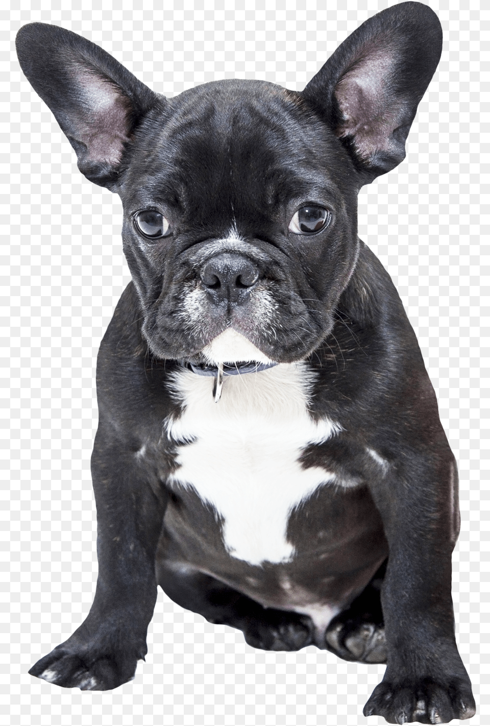 Transparent Bulldog French Bulldog Puppy Transparent, Animal, Canine, Dog, French Bulldog Png Image