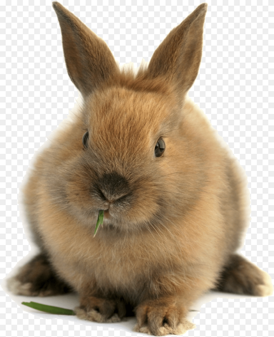 Transparent Bunnies, Animal, Mammal, Rabbit, Rat Free Png