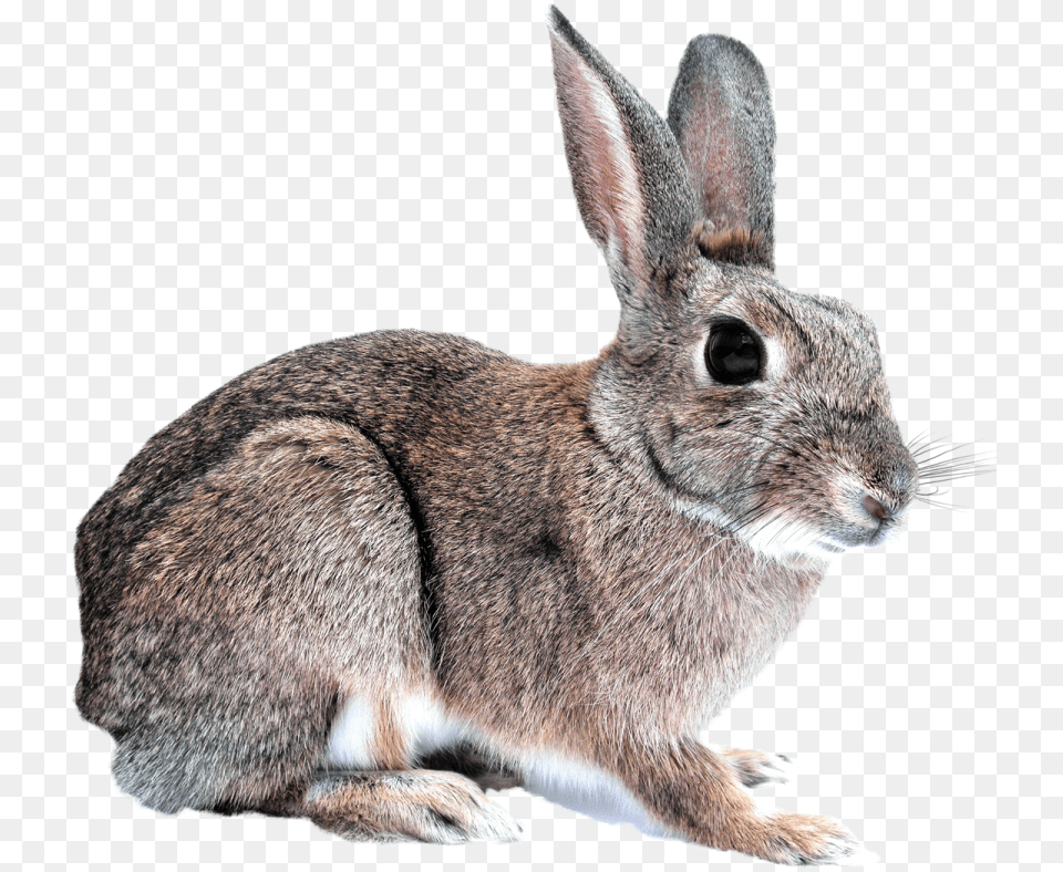 Bunny, Animal, Mammal, Rat, Rodent Free Transparent Png