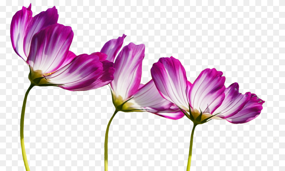 Burgundy Flowers Clipart Kvety, Daisy, Flower, Geranium, Petal Free Transparent Png