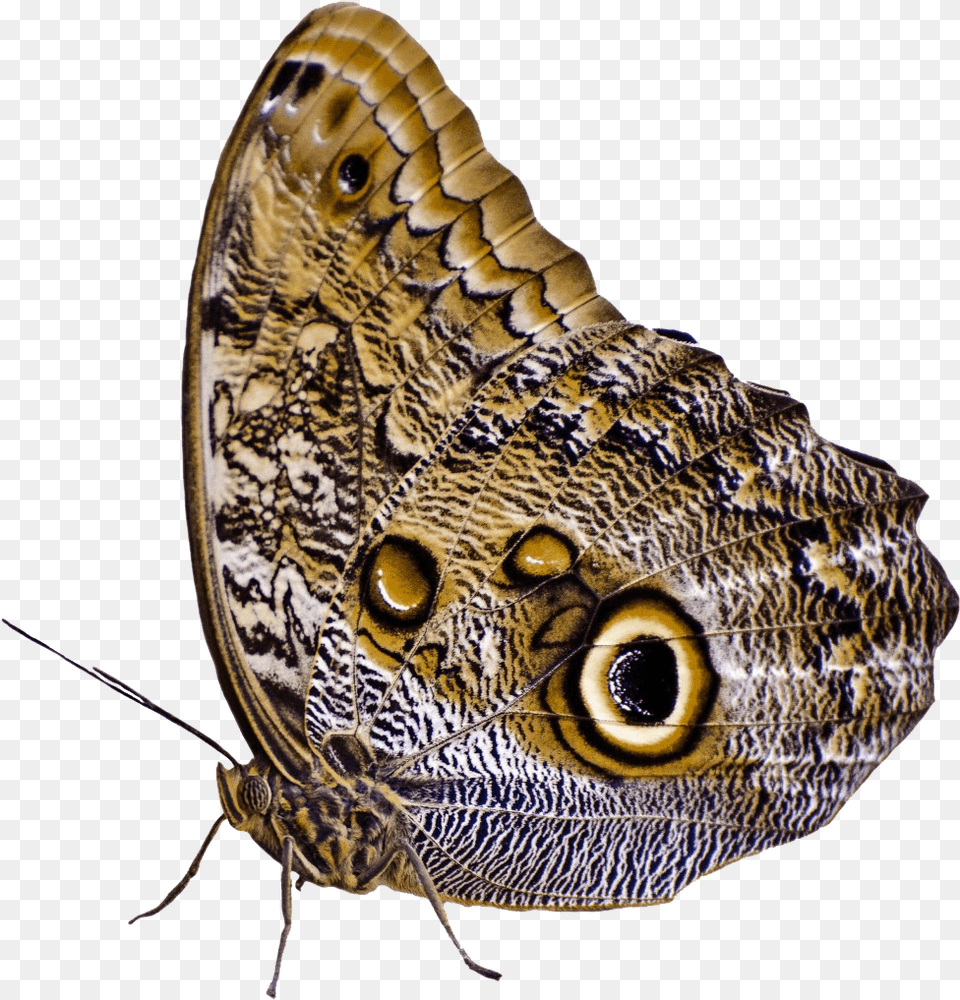 Butterflies Moth, Animal, Butterfly, Insect, Invertebrate Free Transparent Png