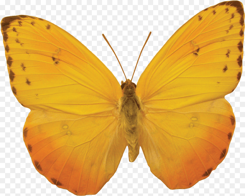 Transparent Butterfly Body Clipart Yellow Butterfly, Animal, Insect, Invertebrate, Plant Free Png Download