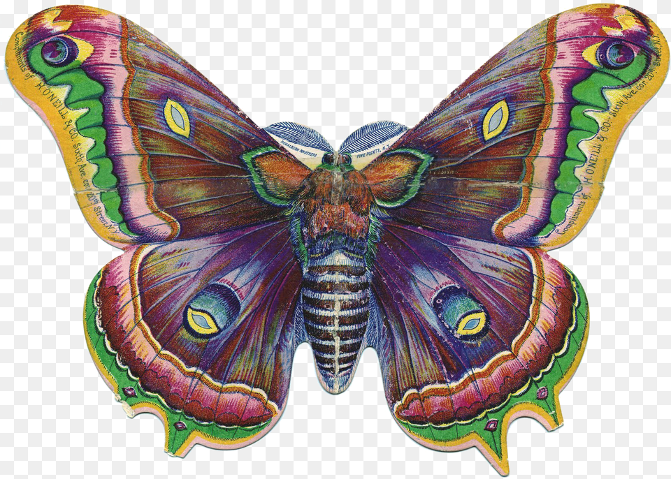 Butterfly Bush Fairy Graphics, Animal, Insect, Invertebrate, Moth Free Transparent Png