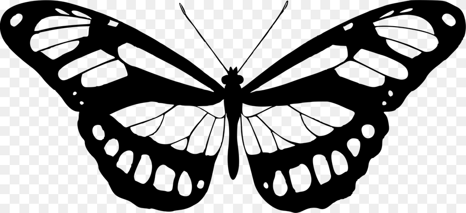 Butterfly Clipart Black And White Butterfly White And Black, Gray Free Transparent Png
