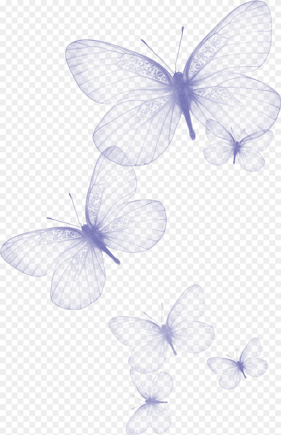 Transparent Butterfly Clipart Picture Butterflies, Flower, Plant, Petal, Orchid Free Png