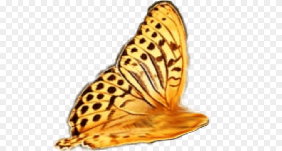 Transparent Butterfly Wing Nature For Dp On Whatsapp, Animal, Insect, Invertebrate, Monarch Free Png Download