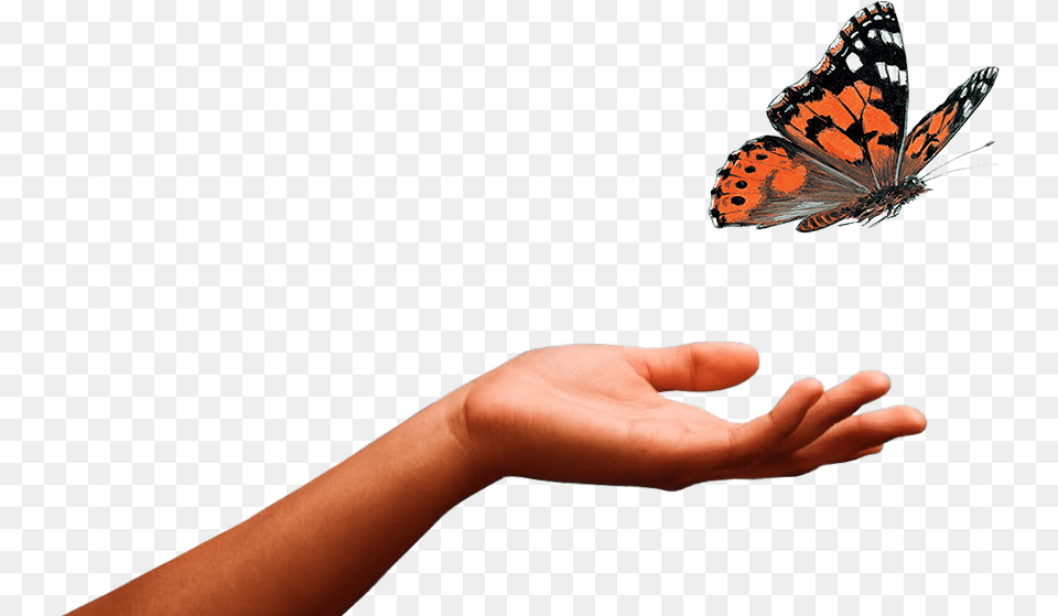 Transparent Butterflys Butterfly Released From Hand, Body Part, Finger, Person, Animal Png Image