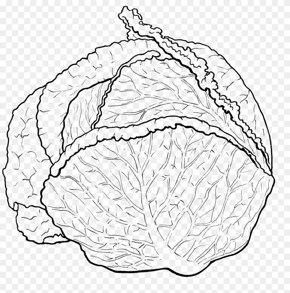 Transparent Cabbage Cabbage Black And White, Food, Leafy Green Vegetable, Plant, Produce Png Image