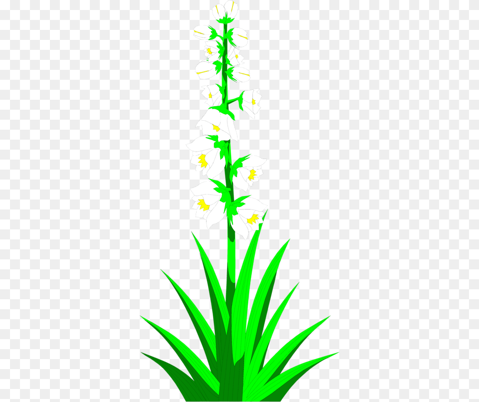 Transparent Cactus Clip Art, Flower, Plant, Grass Free Png