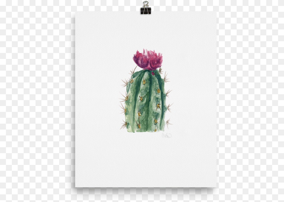 Transparent Cactus Flower Clipart Weberocereus, Plant Png Image