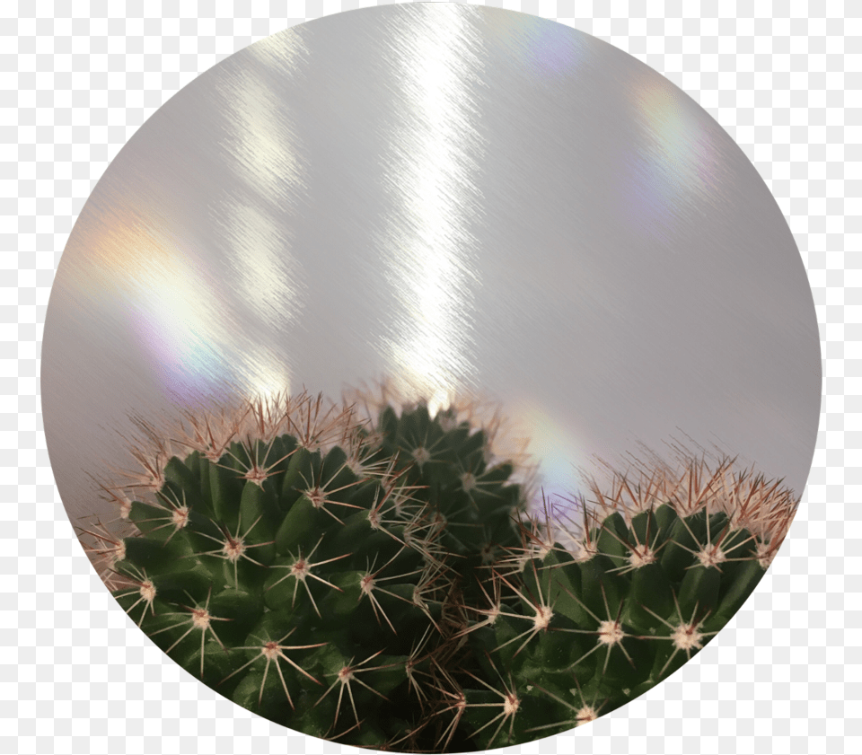 Transparent Cactus Tumblr Cactus Aesthetic, Plant Free Png