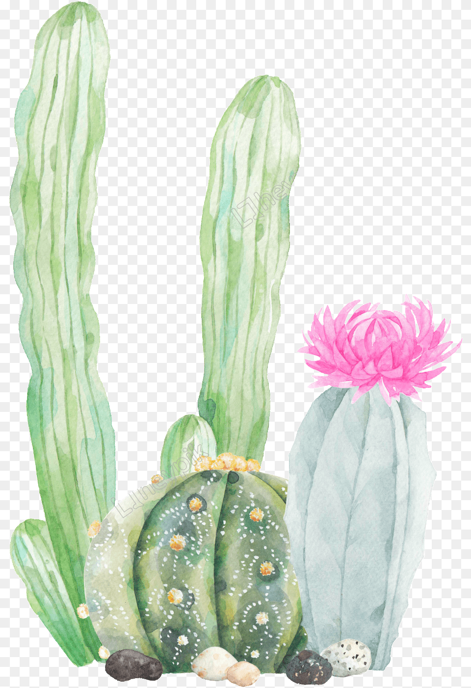 Transparent Cactus Vector Watercolor, Plant Png Image
