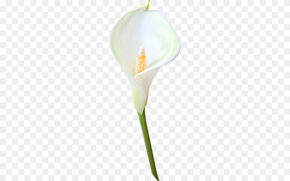 Transparent Calla Lily Flower Clipart Clipart, Plant, Araceae, Anther, Anthurium Free Png Download