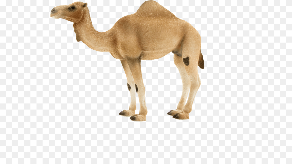 Transparent Camel Camel Schleich Animals Png Image
