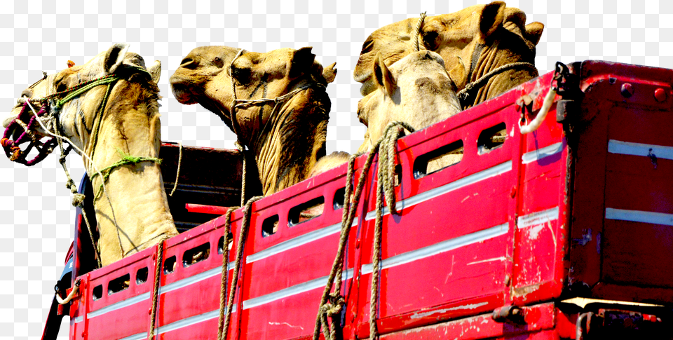 Transparent Camels Png