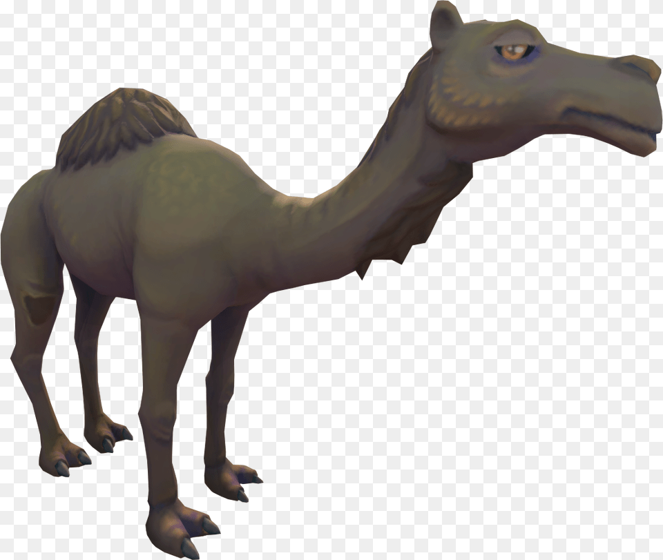 Transparent Camels Arabian Camel, Animal, Mammal, Person Free Png Download