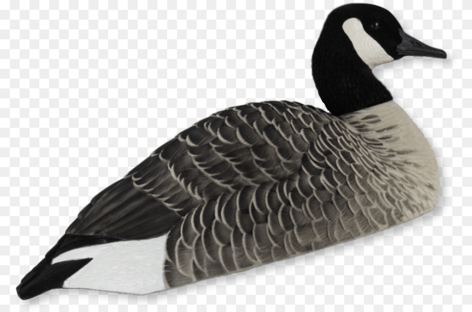 Canadian Geese Clipart Canada Goose, Animal, Bird, Waterfowl Free Transparent Png