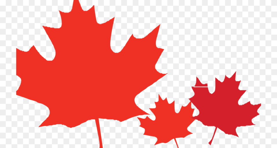 Transparent Canadian Leaf Maple Leaf Clipart Border, Plant, Tree, Maple Leaf, Animal Free Png