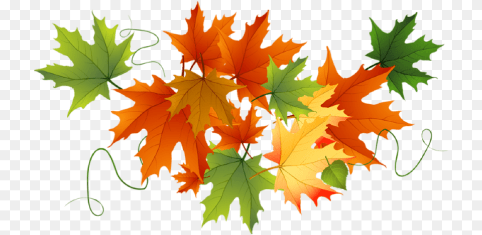 Transparent Canadian Leaf Transparent Background Autumn Leaves Clipart, Plant, Tree, Maple, Maple Leaf Free Png Download