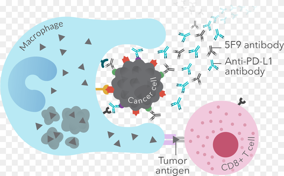 Cancer Cell Circle Free Transparent Png