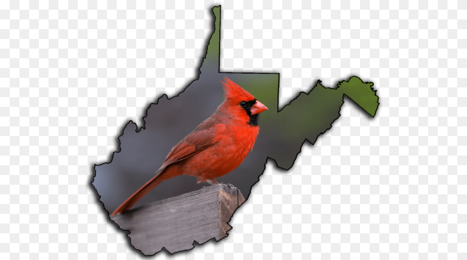 Cardinal Bird Tourist Regions Of Wv Map, Animal Free Transparent Png