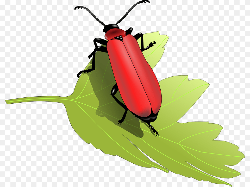 Transparent Cardinal Clipart Insects On A Tree Clip Art, Animal, Invertebrate, Firefly, Insect Png Image