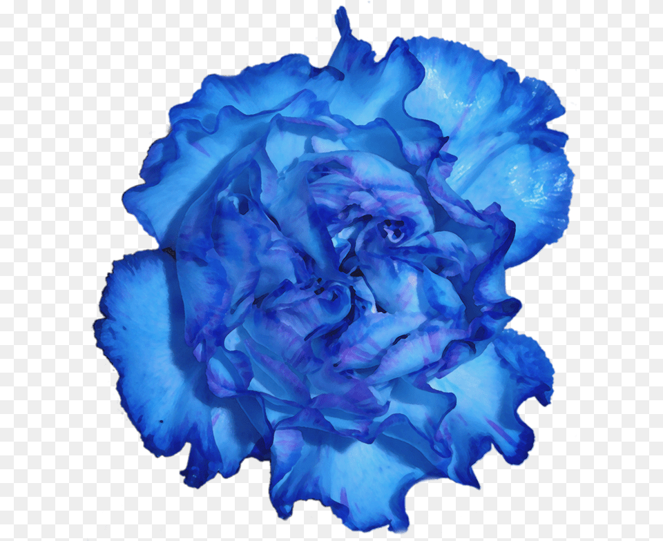 Transparent Carnation Carnation Flower Blue, Plant, Rose Png