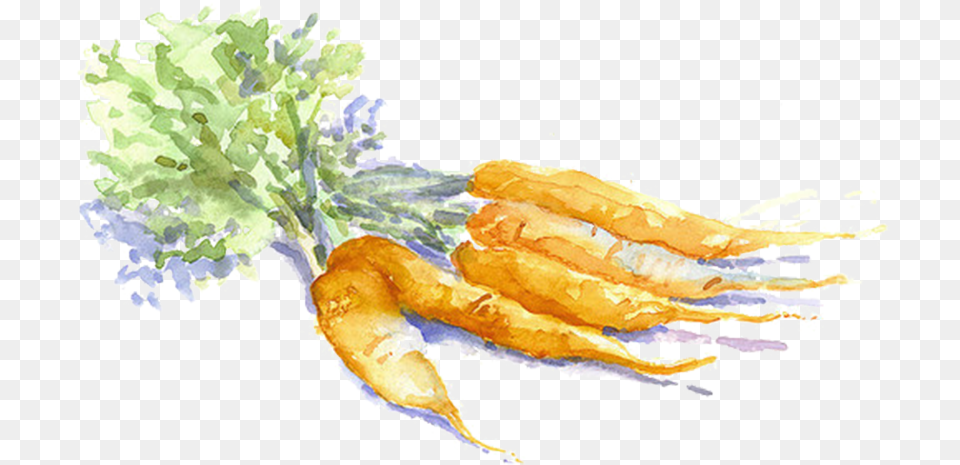 Transparent Carrot Watercolor Carrots Transparent Background, Food, Produce Free Png Download