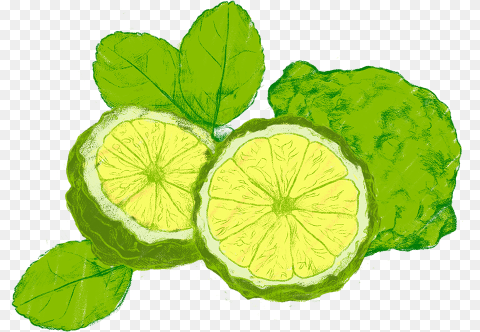 Cartoon Lemon Persian Lime, Citrus Fruit, Food, Fruit, Plant Free Transparent Png