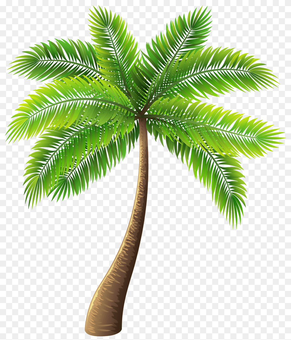 Cartoon Palm Tree Clip Art Palm Tree Background Free Transparent Png