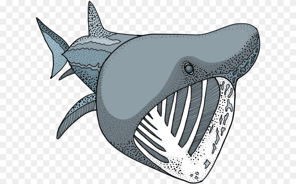 Transparent Cartoon Shark Basking Shark, Animal, Sea Life, Mammal, Whale Png Image