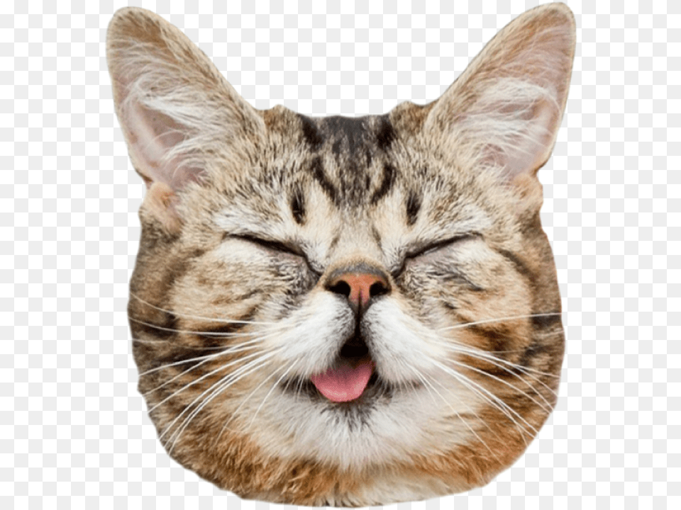Transparent Cat Face Tumblr Download Cat Banner, Animal, Mammal, Pet, Body Part Png Image