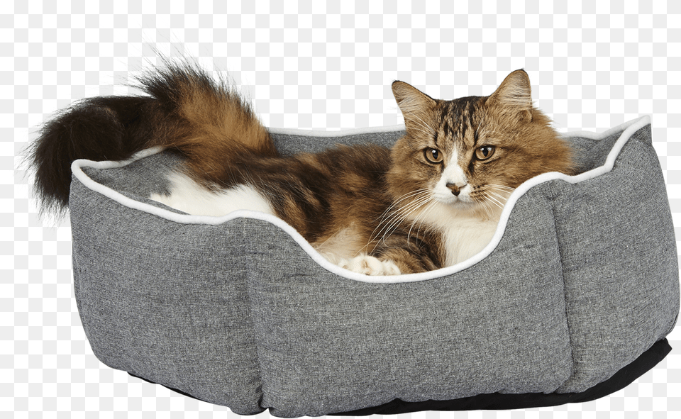 Transparent Cat Laying Down Tabby Cat, Animal, Pet, Mammal, Kitten Free Png Download