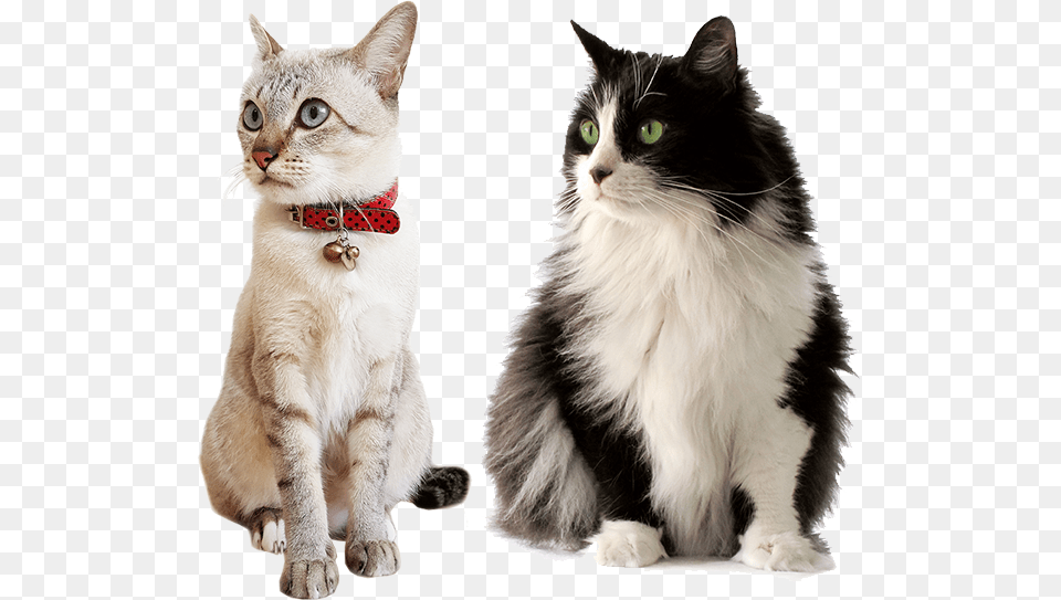 Transparent Cat Transparent, Animal, Mammal, Manx, Pet Png