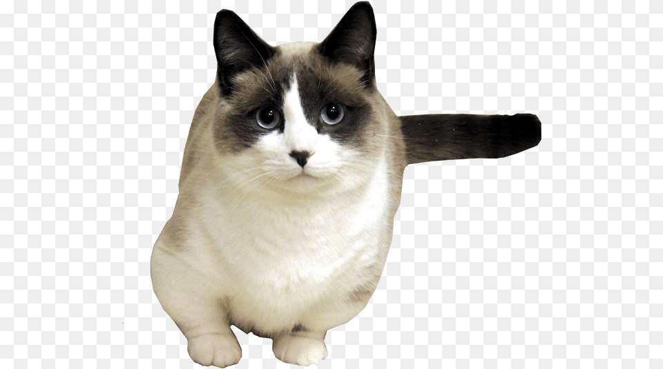 Transparent Cat Tumblr, Animal, Mammal, Pet, Siamese Free Png