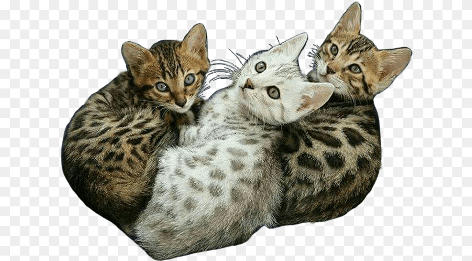 Transparent Cats Kittens Cat Kitten Meow Exotic Animal Cutest Bengal Kitten Ever, Mammal, Pet Png Image