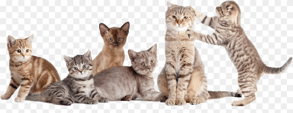 Cats National Cat Day 2017, Animal, Mammal, Manx, Pet Free Transparent Png