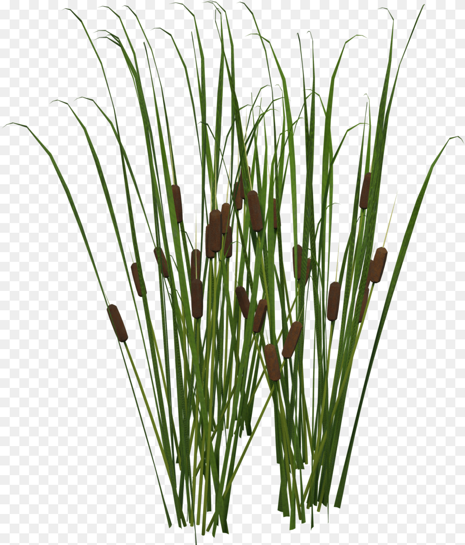 Cattail Cat Tail Plant, Aquatic, Grass, Water, Reed Free Transparent Png