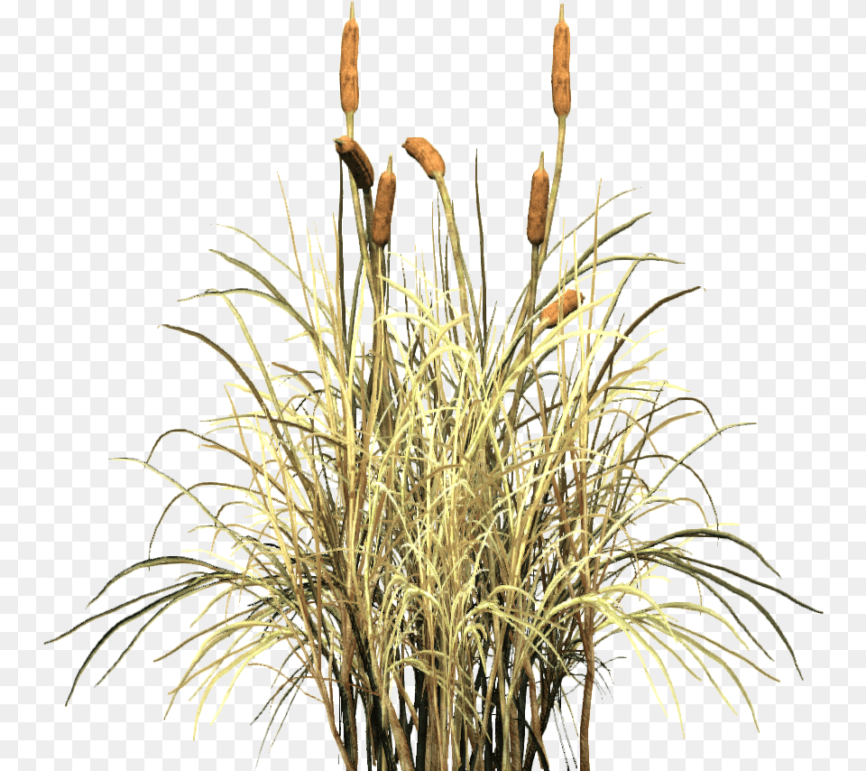 Cattail Cat Tail Plant, Grass, Reed, Vegetation, Fireworks Free Transparent Png