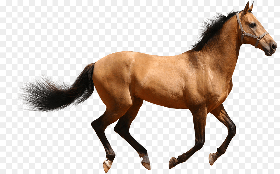 Transparent Cavalo Female Horse, Animal, Colt Horse, Mammal Png