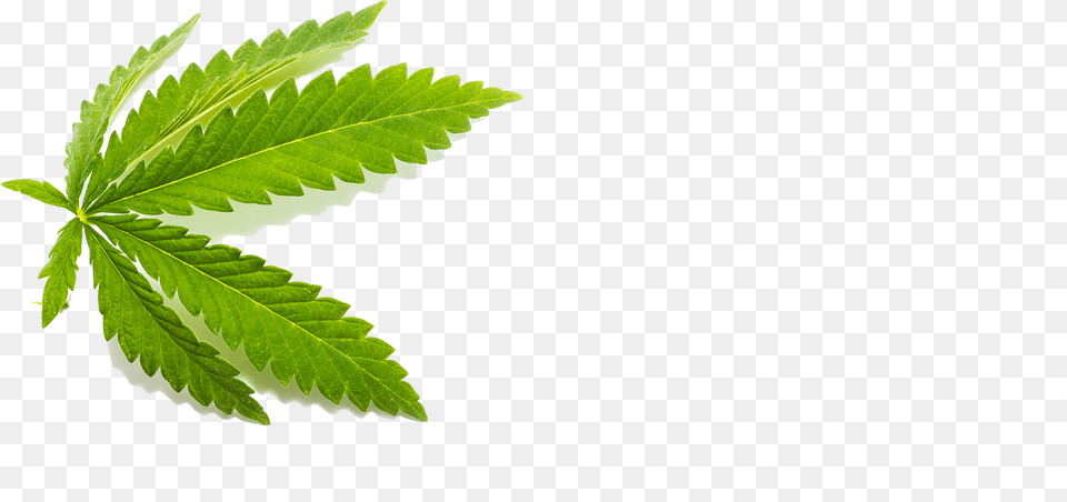 Transparent Cbd Leaf Free Png Download