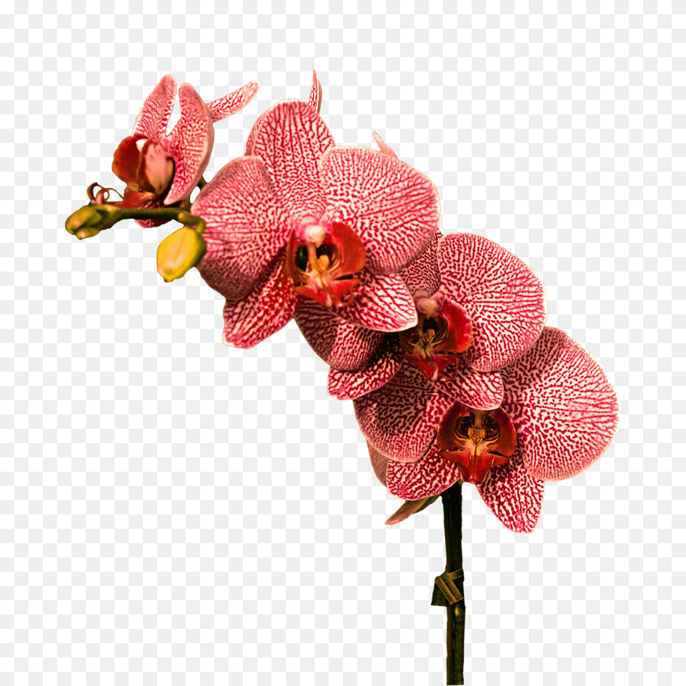 Transparent Cc0 Image Library Orchid, Flower, Plant Png